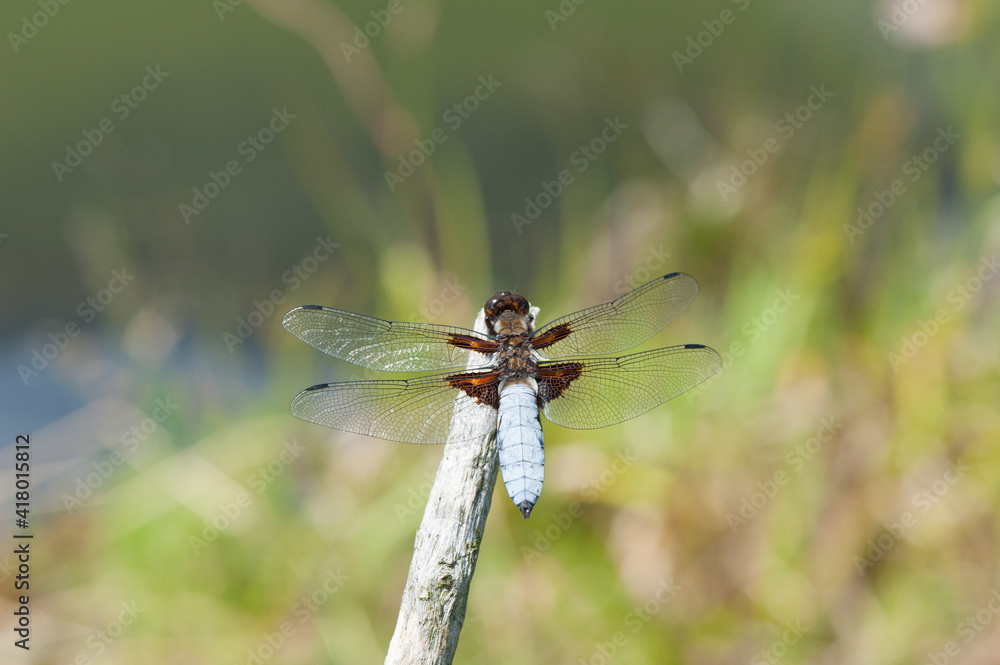 Plattbauchlibelle Plattbauchlibelle