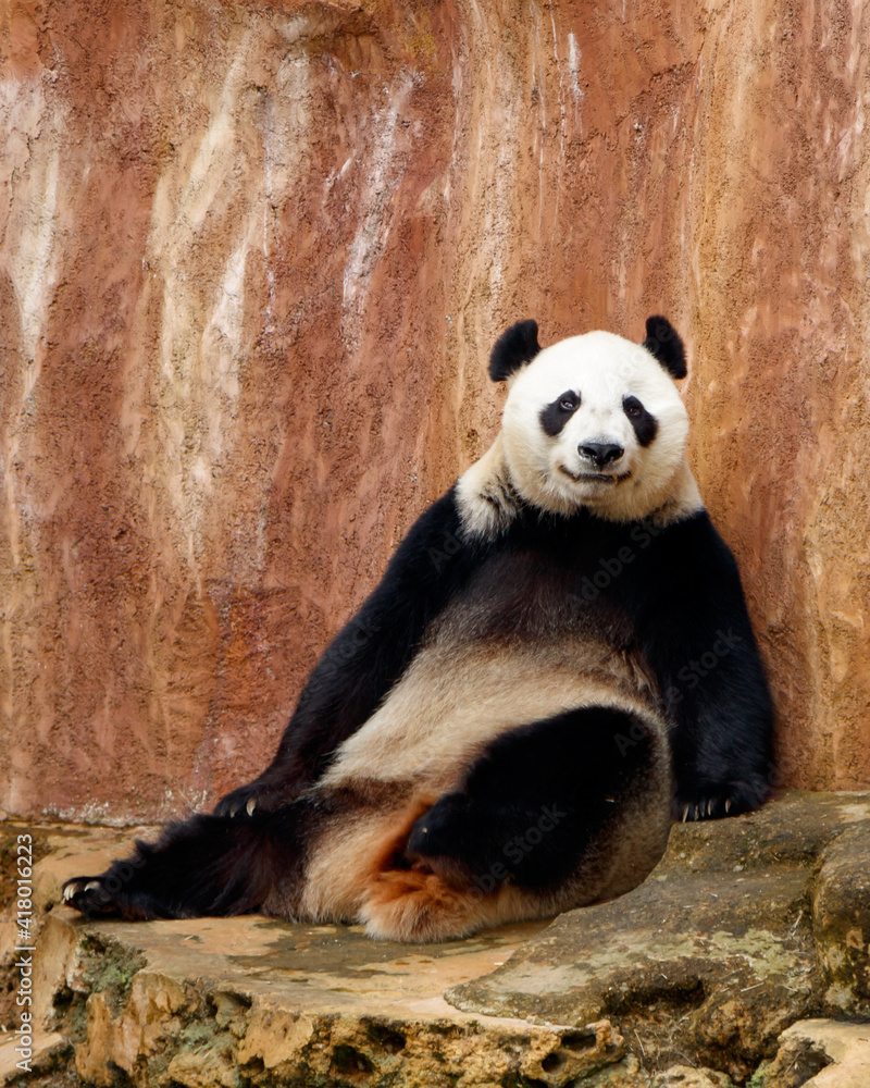 Fototapeta premium A giant panda (Ailuropoda melanoleuca) sits and rests enjoying the afternoon.