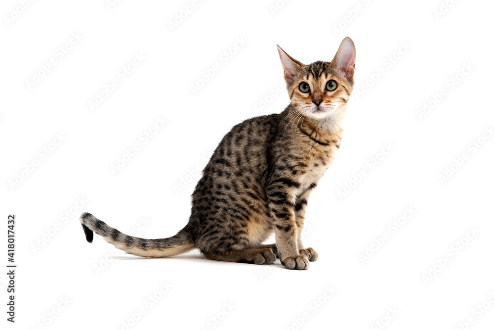 Fototapeta premium A purebred smooth-haired cat sits on a white background