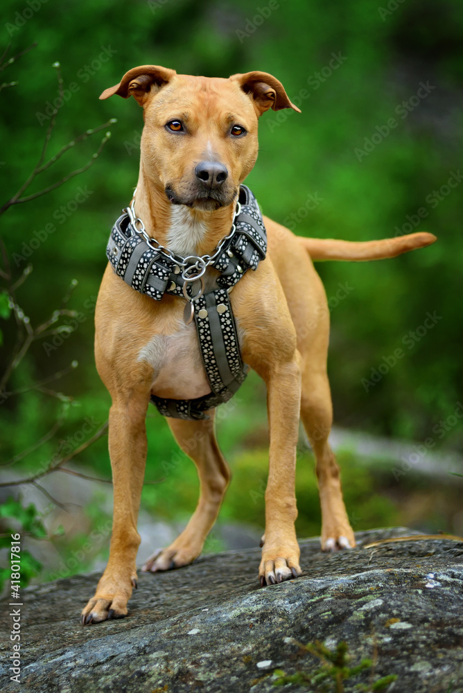 Young pit bull terrier dog in no pull harness on the stone Young pit bull terrier dog in no pull harness on the stone