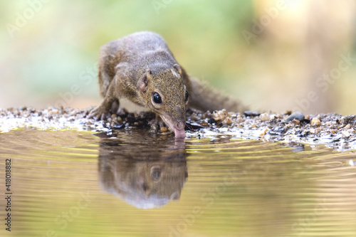 Treeshrew was drinking water in a small puddle. photo