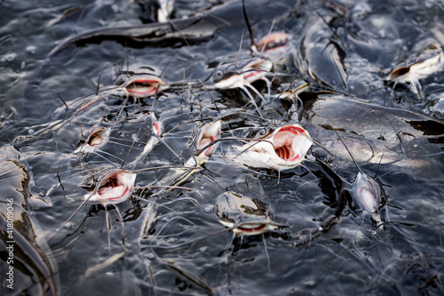 Many catfish opened their mouths, waiting for food from people. Catfish in the lake in the middle of the city.