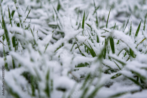 Wheat under the snow. © Ludmila Smite