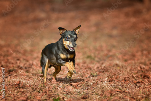 Canvas-taulu Miniature Pinscher Prager Rattler Prague Ratier were bred in Czechoslovakia for the rat's hunt and are enormously quick and agile