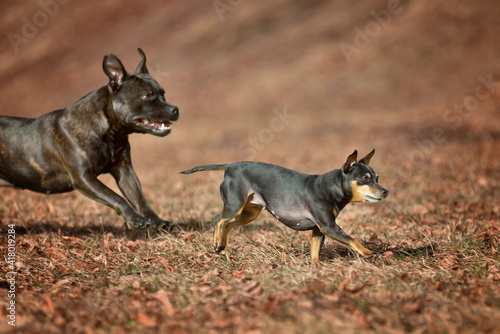 Valokuva Miniature Pinscher Prager Rattler Prague Ratier were bred in Czechoslovakia for the rat's hunt and are enormously quick and agile