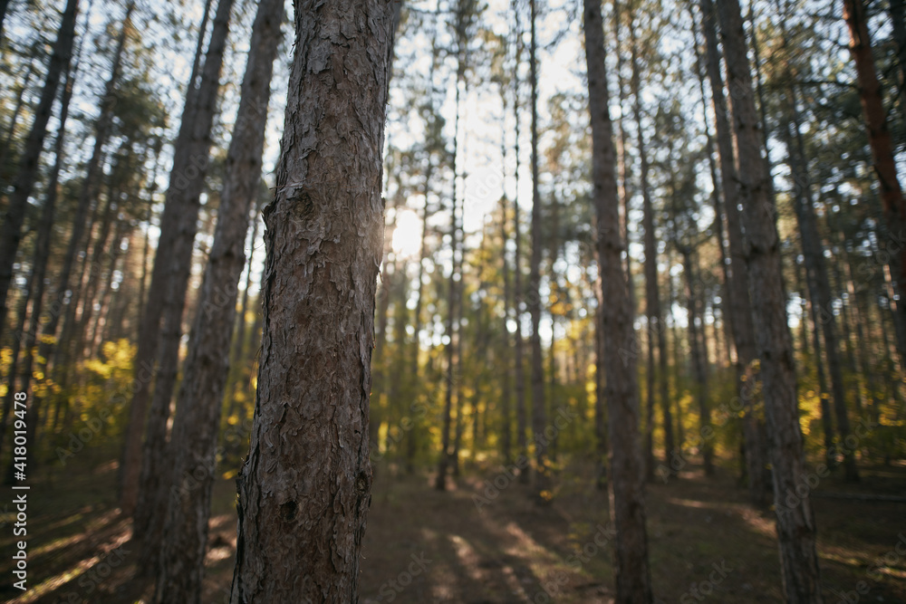 Fototapeta premium Pine tree forest with bokeh. close up of tree trunk with copy space