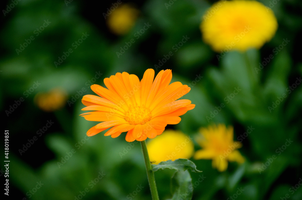 the beautiful calendula orange flower with leaves and plant in the garden. the beautiful calendula orange flower with leaves and plant in the garden.