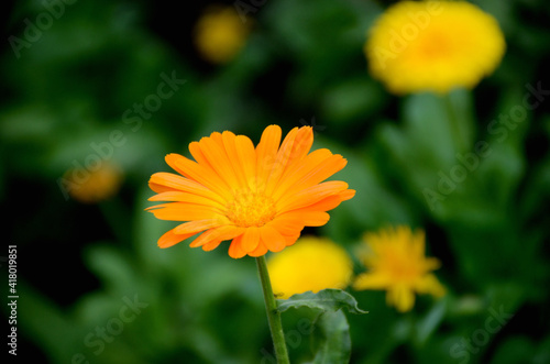 the beautiful calendula orange flower with leaves and plant in the garden.