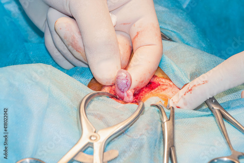 Pet castration. Surgery process. The surgeon holds the testicle and the seminal cord photo