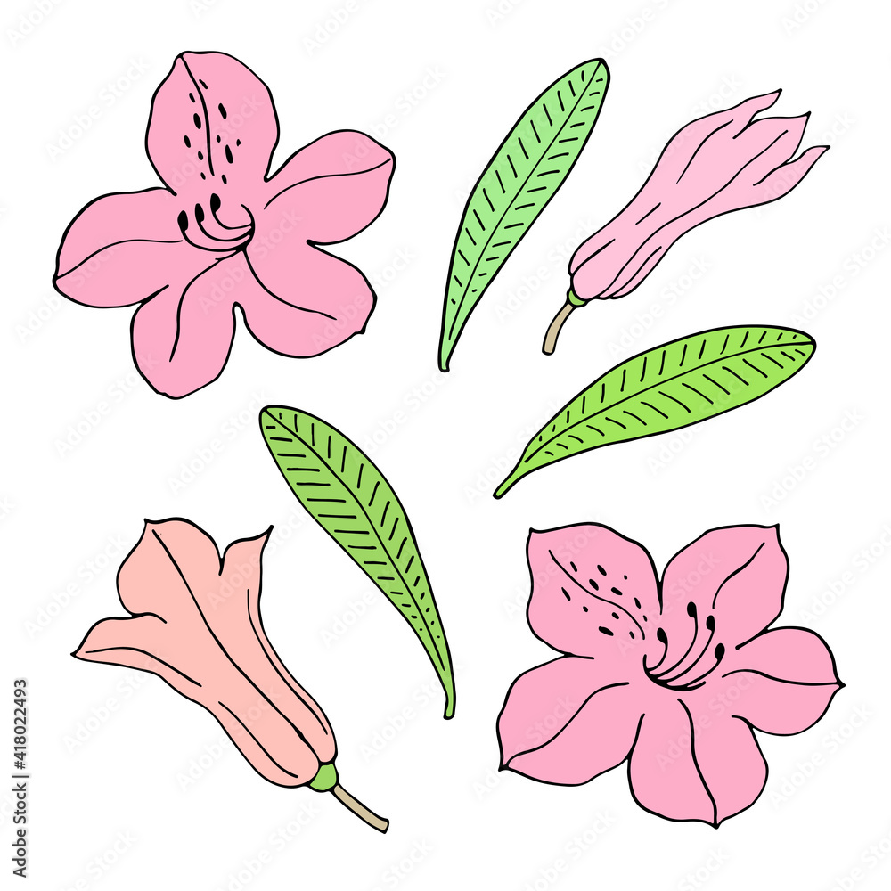 Rhododendron or Alpine rose. Evergreen alpine mountain shrub. Hand ...