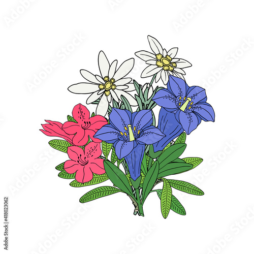 Floral bouquet with edelweiss, gentian and rhododendron. Montain wildflowers. Hand drawn sketch. Vector drawing isolated on white background.