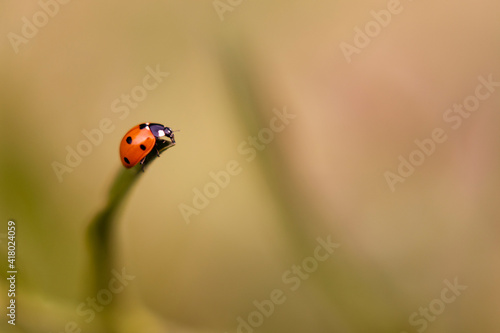 Ladybug on a leaf