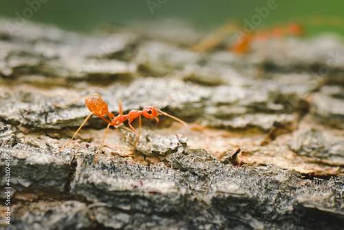 The macro image of the red ant walking on a rough surface hindered its journey, but it continued with determination. © stockbob