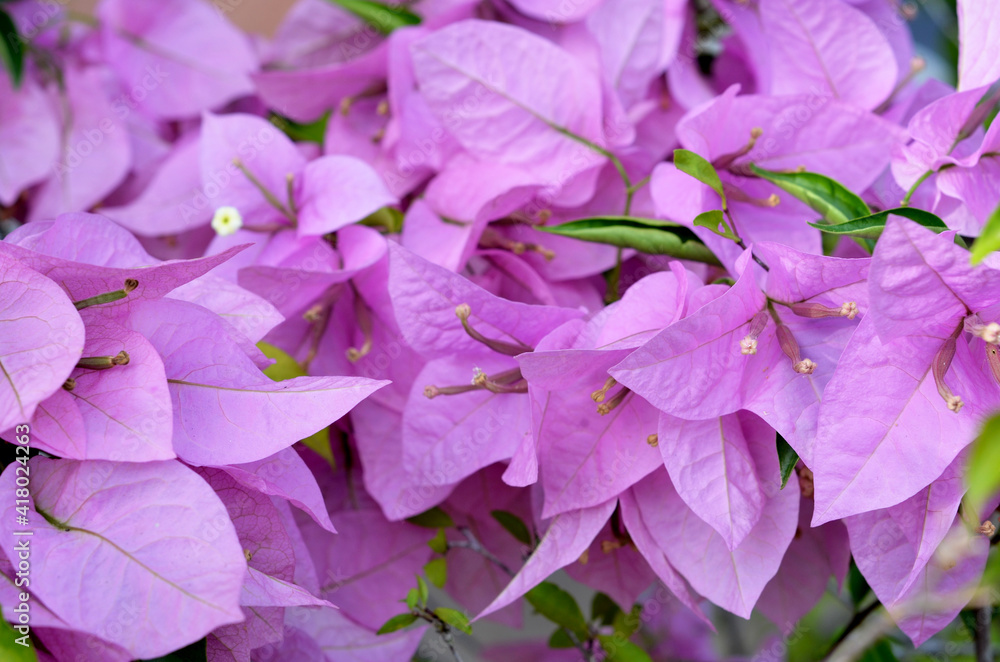 Blooming pink Bougainvillea flowers, native to South America and grown in tropical climates, used at funerals in China and India. close up view with bokeh background
