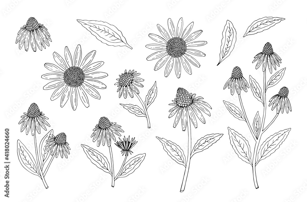 Echinacea purpurea herb. Purple flowers and leaves. Aurvedic and Medical  immunostimulant plant. Hand drawn vector sketch illustration isolated on white background. - obrazy, fototapety, plakaty 