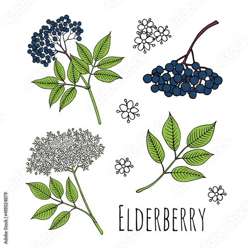 Elderberry (Sambucus nigra). Fruits, flowers and leaves. Hand drawn vector illustration in sketch style. photo