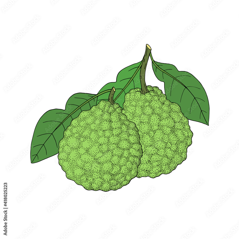 Bergamot, Kaffir lime citrus fruit, leaves, flower. Engraved vintage sketch illustration. Hand drawn vector image isolated on white background. Bergamot, Kaffir lime citrus fruit, leaves, flower. Engraved vintage sketch illustration. Hand drawn vector image isolated on white background.