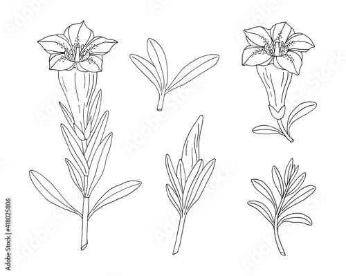 Gentian flower set. Montain wildflower. Hand drawn sketch. Vector drawing isolated on white background.