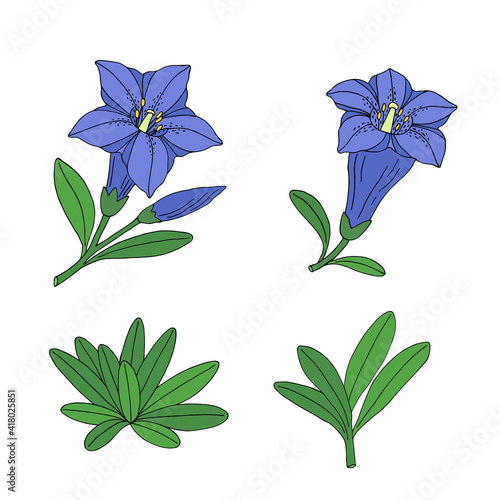 Gentian flower set. Montain wildflower. Hand drawn sketch. Vector drawing isolated on white background.