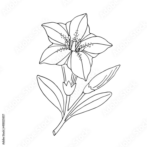 Gentian flower. Montain wildflower. Hand drawn sketch. Vector drawing isolated on white background.