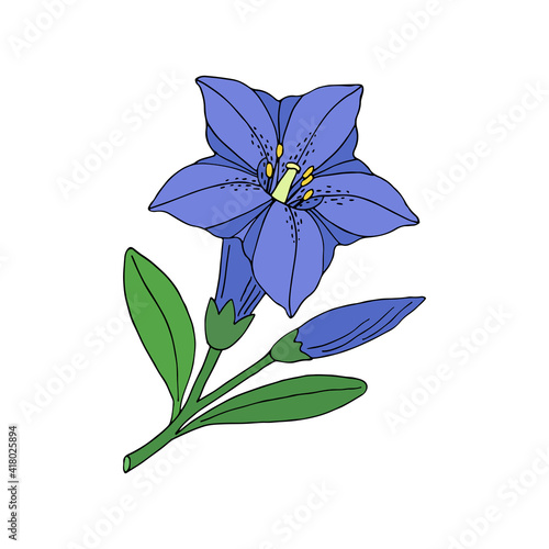 Gentian flower. Montain wildflower. Hand drawn sketch. Vector drawing isolated on white background.