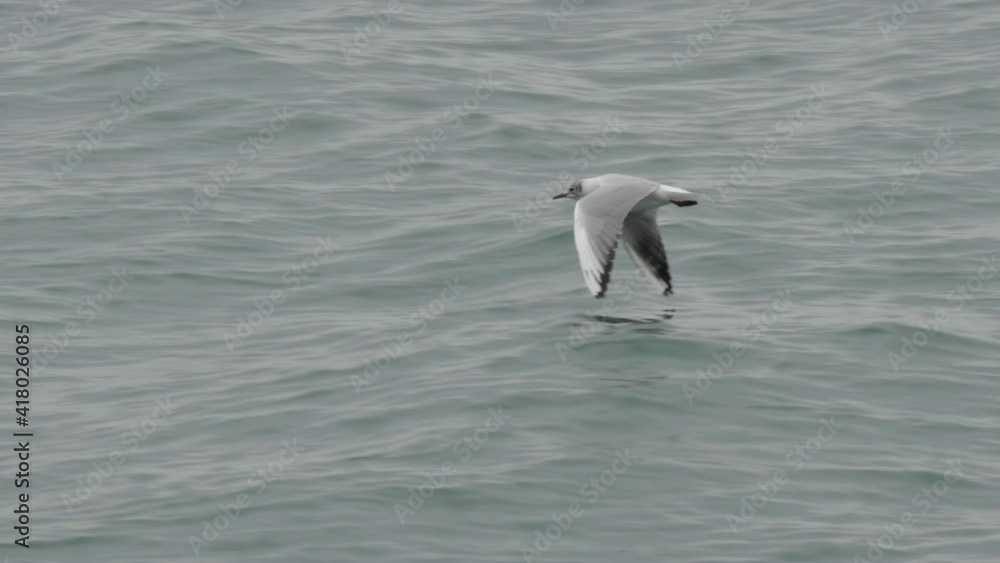 Flying white seagull on grey sea background. Moving bird over the Black sea. Sochi, Russia. Flying white seagull on grey sea background. Moving bird over the Black sea. Sochi, Russia.