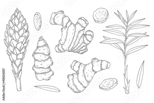 Ginger. Root, plant and flower. Hand drawn vector sketch illustration.