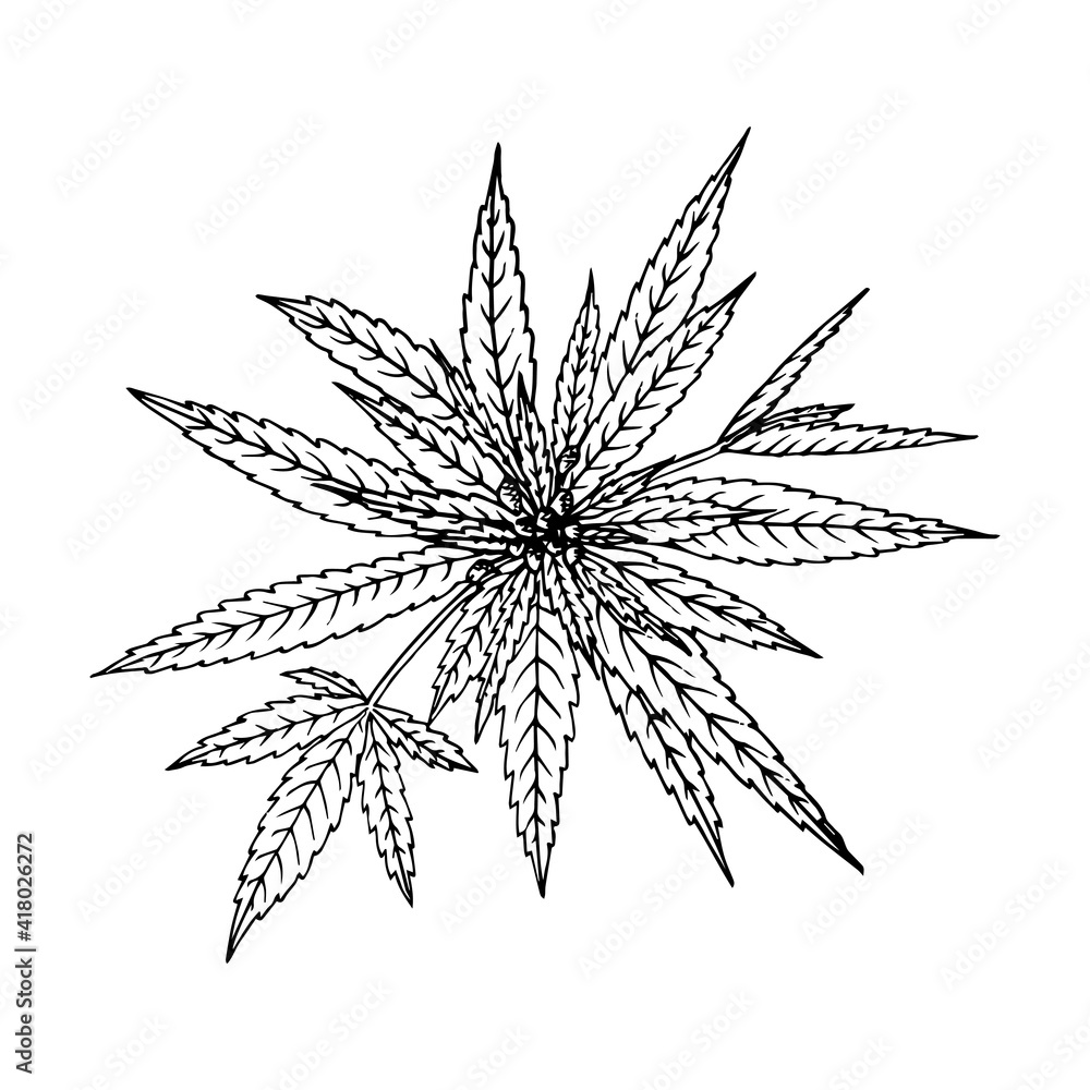 Fototapeta premium Cannabis (hemp or marijuana) medical plant. Branch with seeds. Hand drawn vector illustration in sketch style.