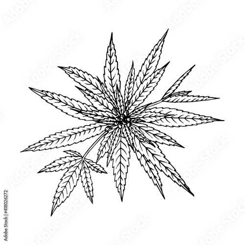 Cannabis (hemp or marijuana) medical plant. Branch with seeds. Hand drawn vector illustration in sketch style.
