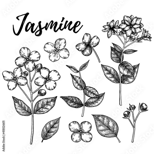 Jasmine. Set with branch, flowers, buds and leaves. Hand drawn vector illustration in sketch style.