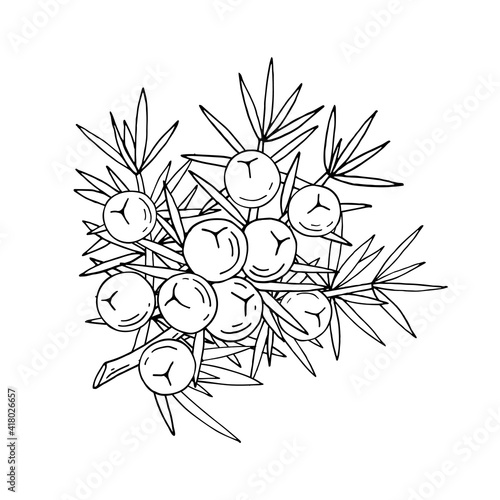 Juniper berries on a branch with green leaves. Vector hand drawing isolated on a white background.