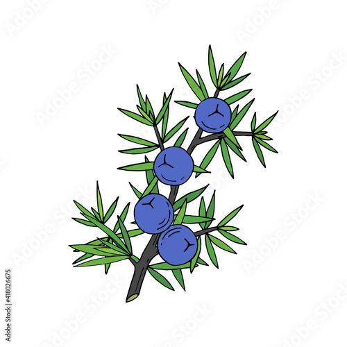 Juniper berries on a branch with green leaves. Vector hand drawing isolated on a white background.