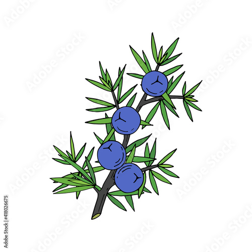 Juniper berries on a branch with green leaves. Vector hand drawing isolated on a white background.