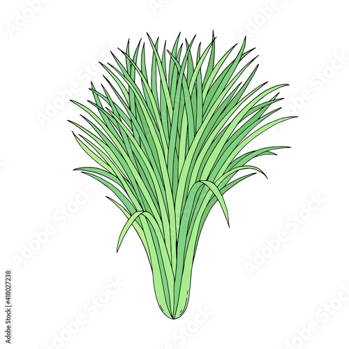Lemongrass or citronella bush.  Hand drawn vector outline sketch illustration. photo