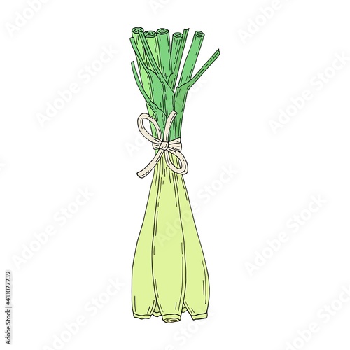 Lemongrass bunch. Citronella herb. Hand drawn vector outline sketch illustration.