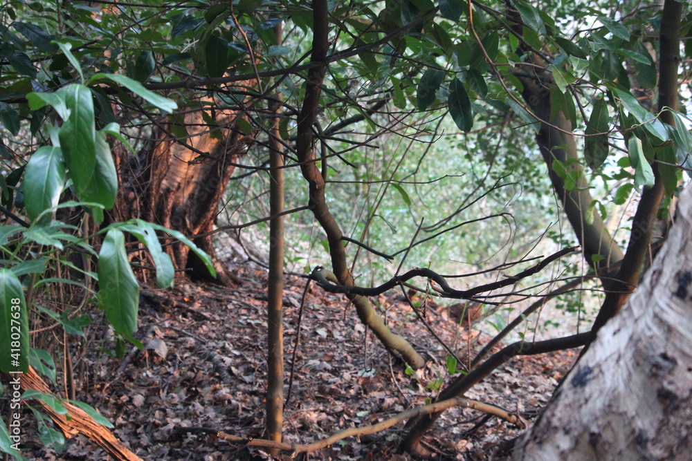 tree in the woods