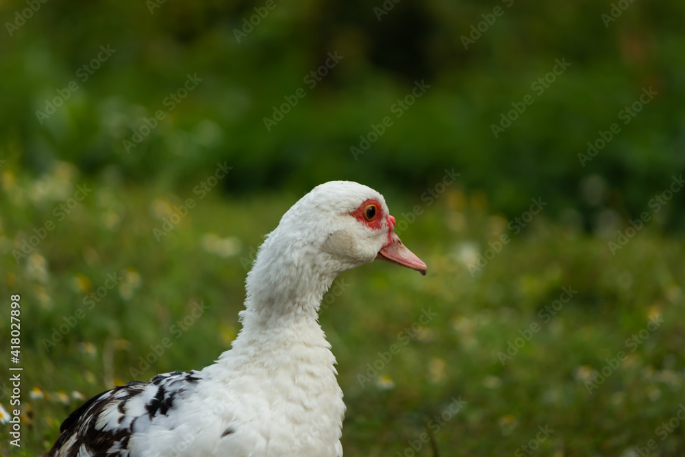 Duck close up on blurred background Duck close up on blurred background