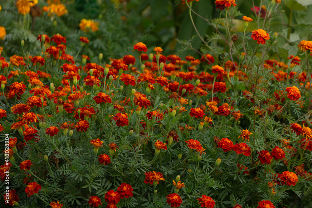 Beautiful bushes with marigold flowers