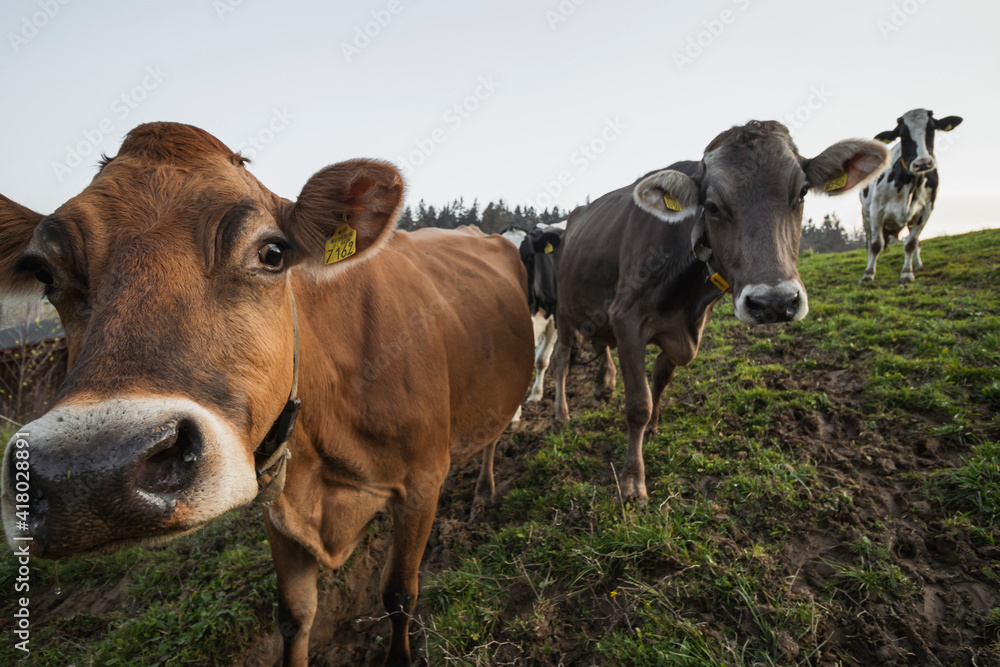 cows in a field