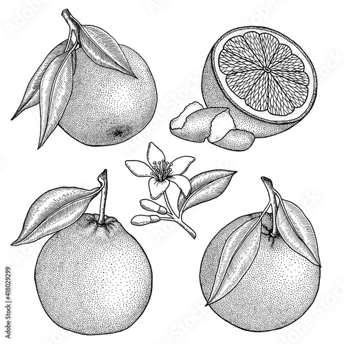 Orange. Citrus set with whole, cut fruit and zest. Branchs, leaves. Flowers and leaves. Hand drawn vector illustration isolated on white. Retro, engraved vintage style.