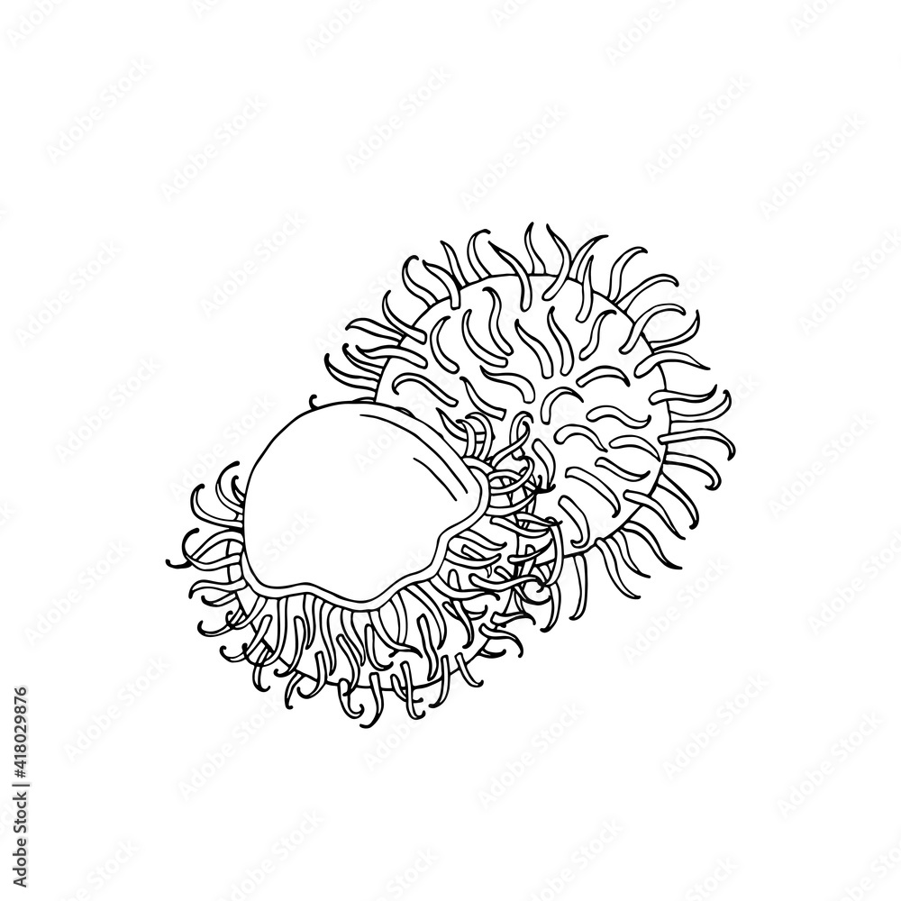 Obraz Rambutan. Set with fruit, bunch and leaves. Nephelium lappaceum. Tropical exotic fruit. Hand draw sketch. Vector illustration.