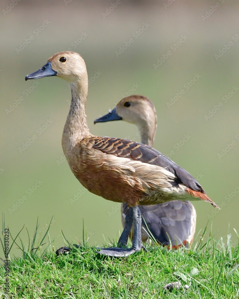Obraz premium duck in the grass