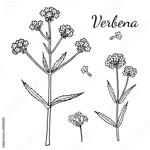 Verbena bonariensis (purpletop, Argentinian vervain). Hand drawn vector illustration.