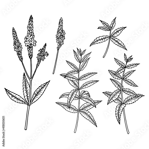 American blue vervain (Verbena hastata). Vector hand drawn illustration in sketch style.