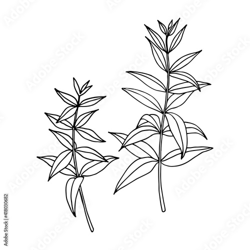 American blue vervain (Verbena hastata). Vector hand drawn illustration in sketch style.