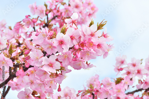 桜の花 