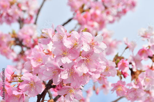 桜の花 