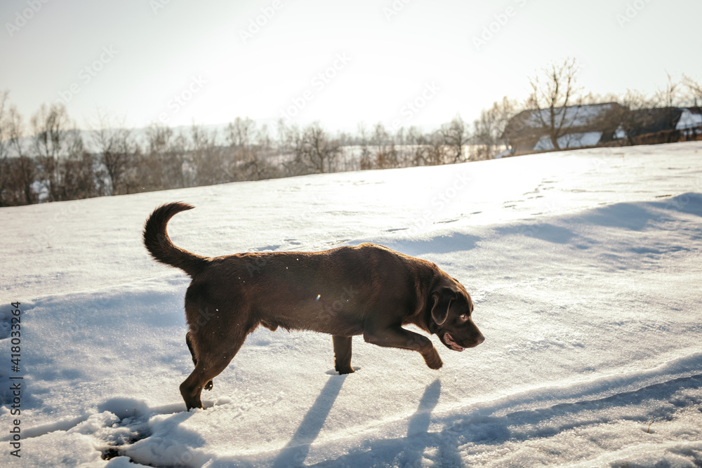 A dog walking on a snow covered road A dog walking on a snow covered road