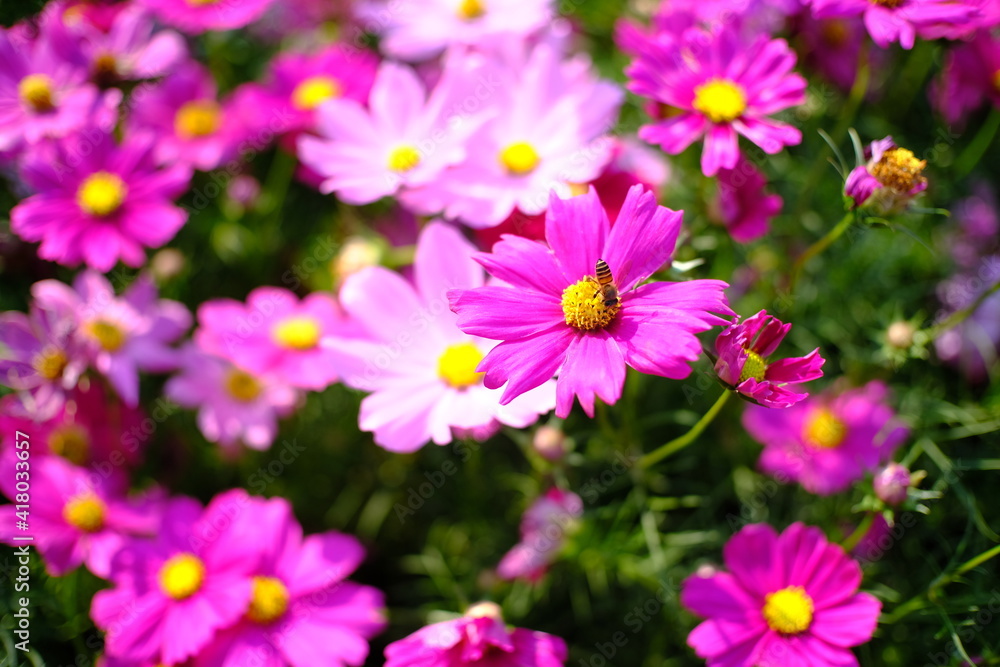 Beautiful nature Pinks flower in nature garden. Beautiful nature Pinks flower in nature garden.