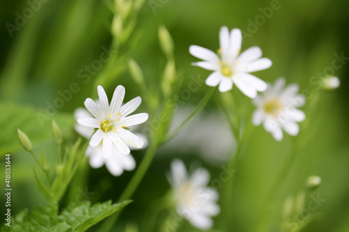 Spring meadow with white flowers of Greater Stitchwort  Stellaria holostea  in green grass. Floral background  beauty of nature